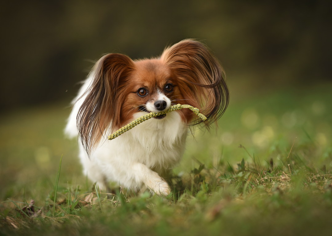#8. Papillon